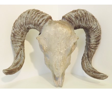 1038051 Wanddeco. Schedel ram. Hoogte x Breedte : 45 x 54 cm.