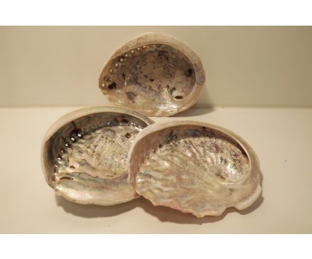 W8355502 Wierook. Abalone schelp +/- 10-12 cm. Per stuk verpakt.