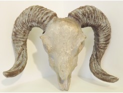 1038051 Wanddeco. Schedel ram. Hoogte x Breedte : 45 x 54 cm.