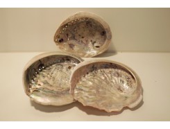 W8355502 Wierook. Abalone schelp +/- 10-12 cm. Per stuk verpakt.
